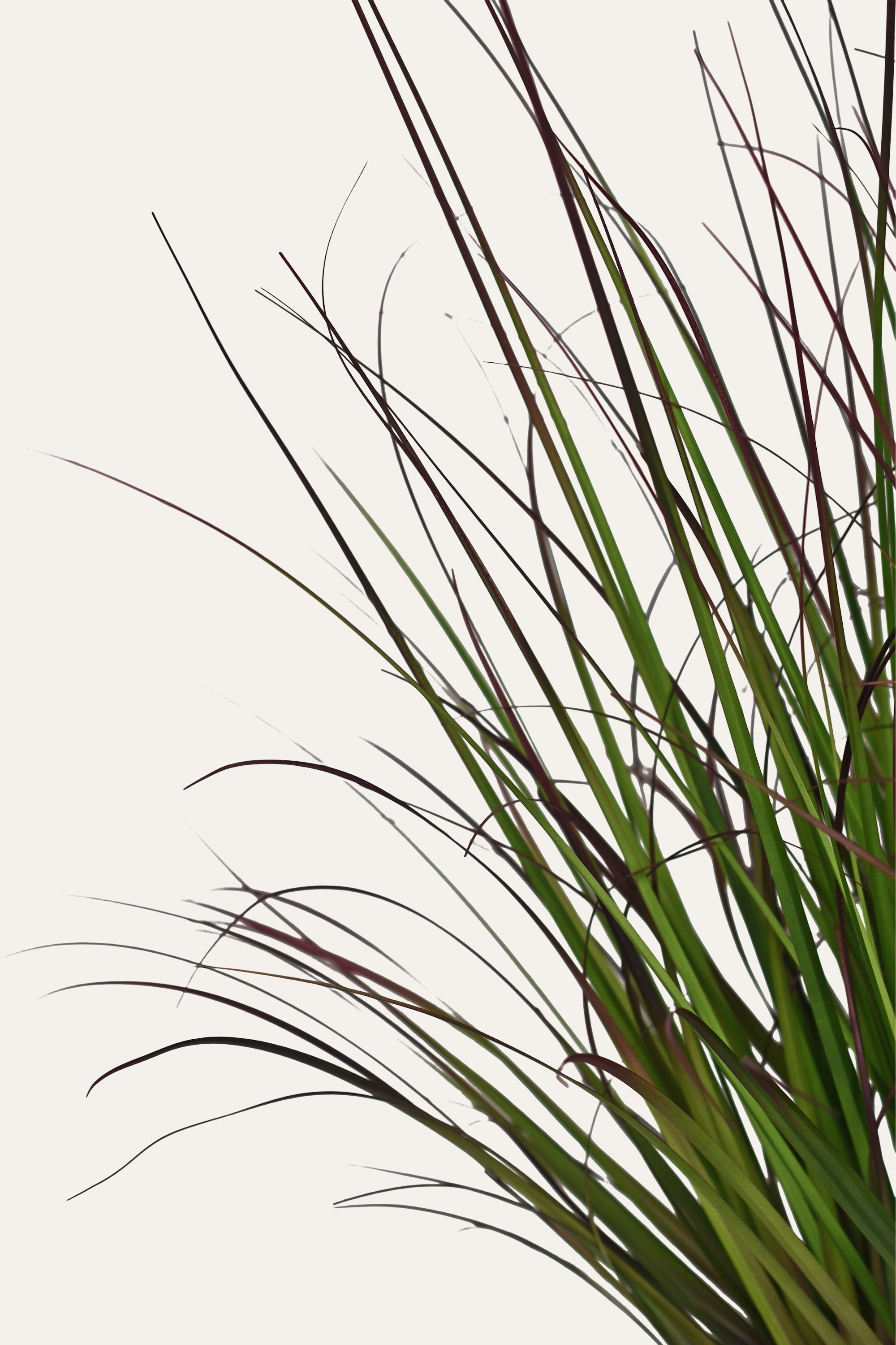 Urban Prairie Grass Plant
