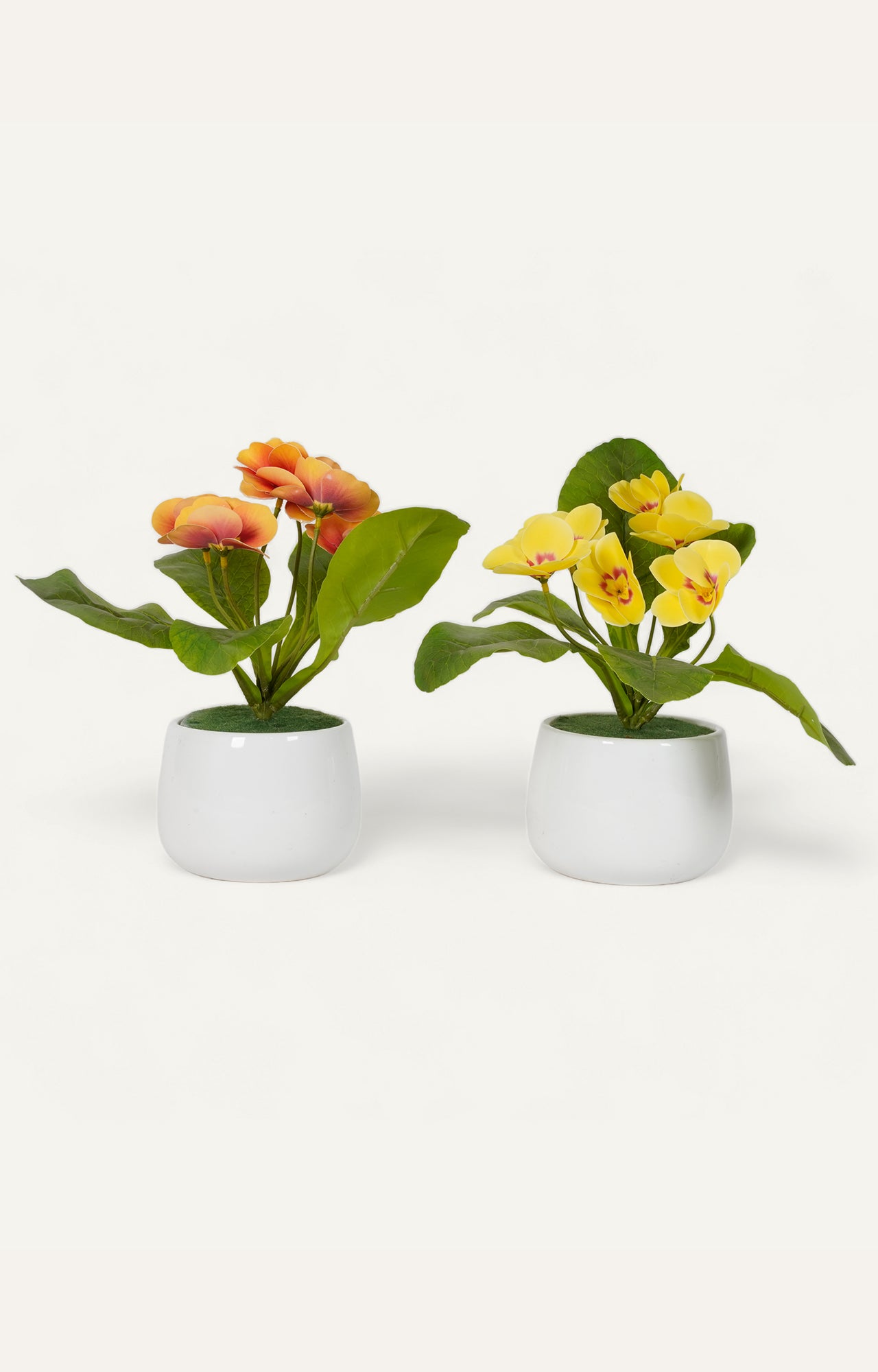 Primrose Flowers in White Pots