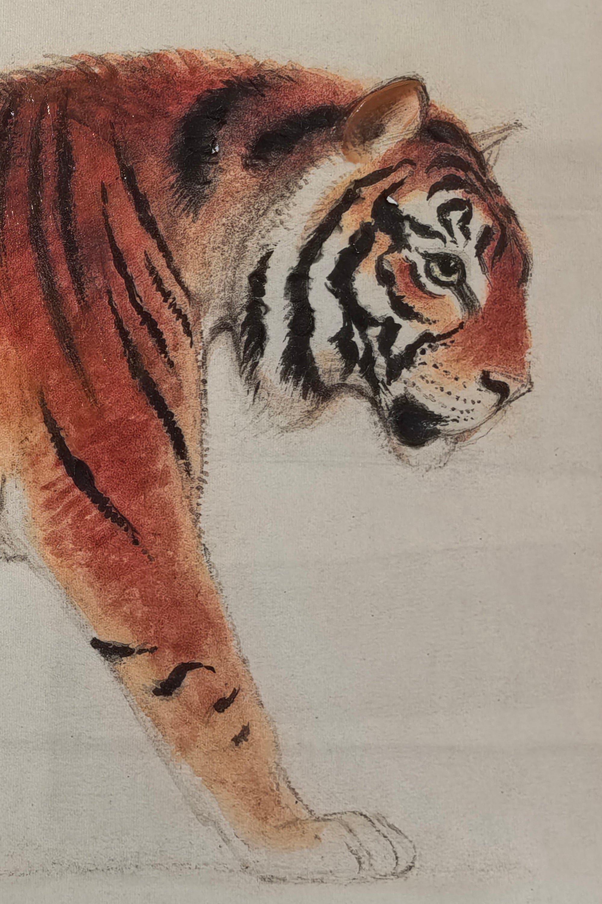 Majestic Bengal Tiger