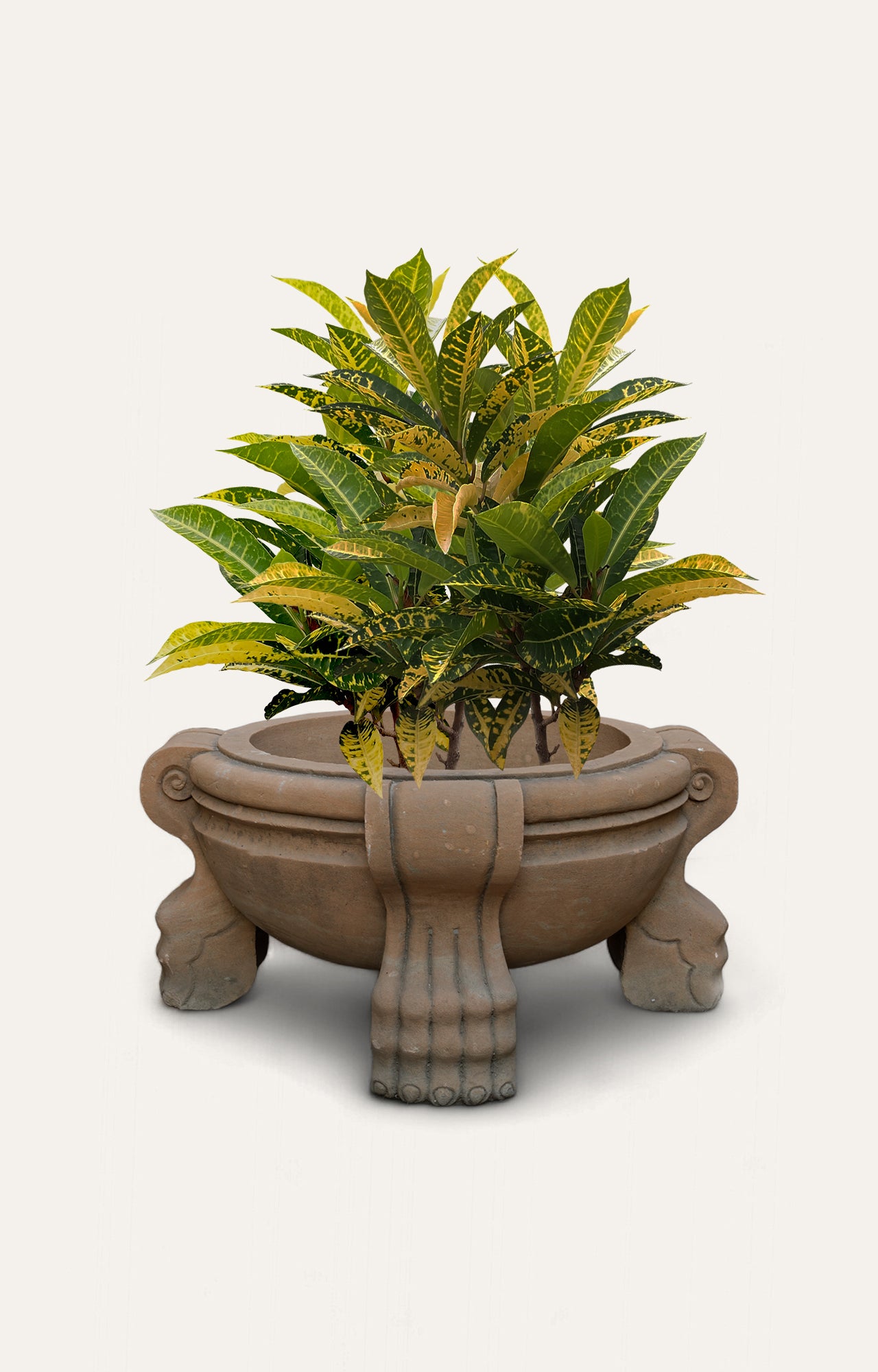Potted plant in a decorative stone