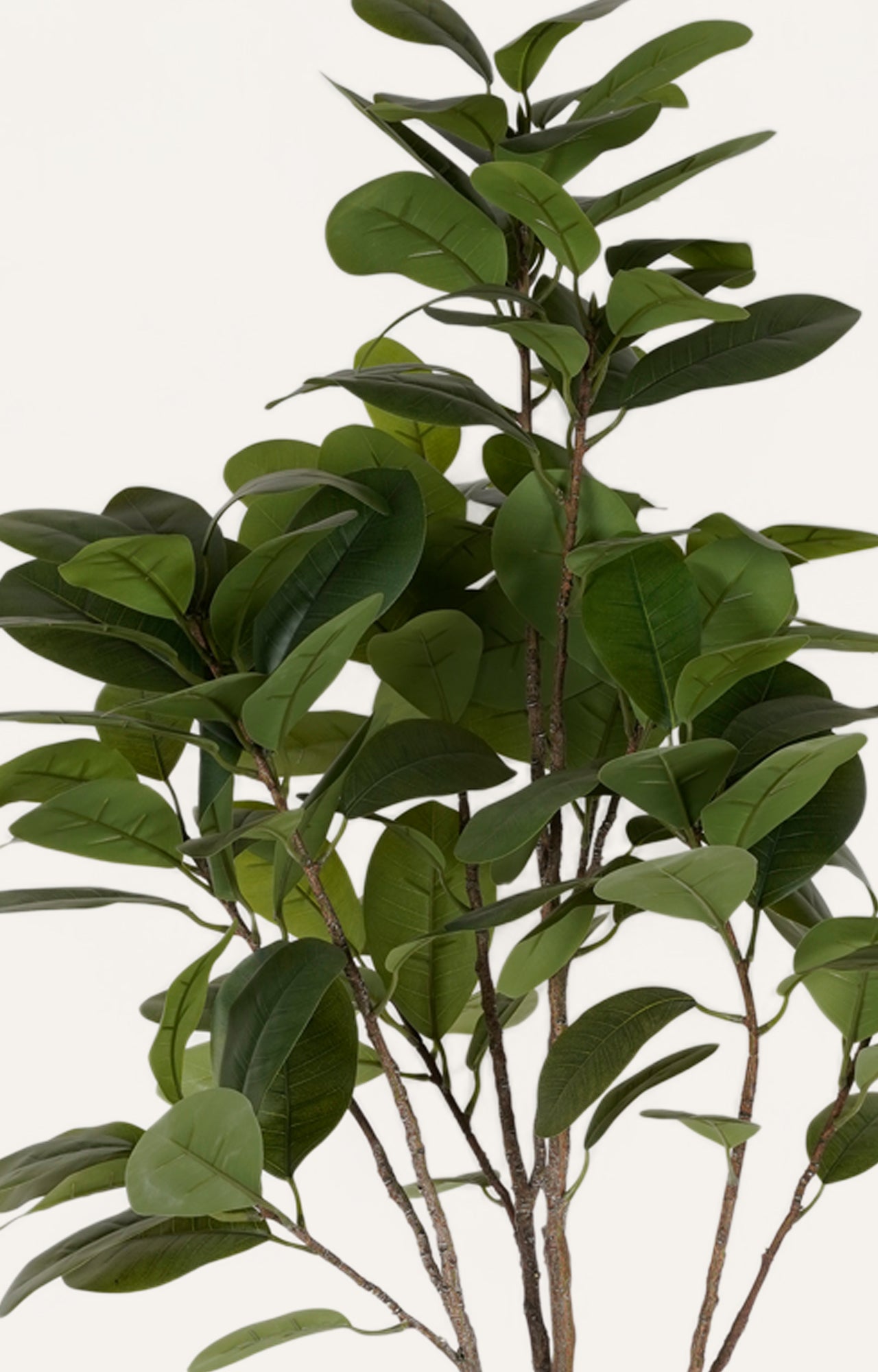Decorative Green Ficus Tree