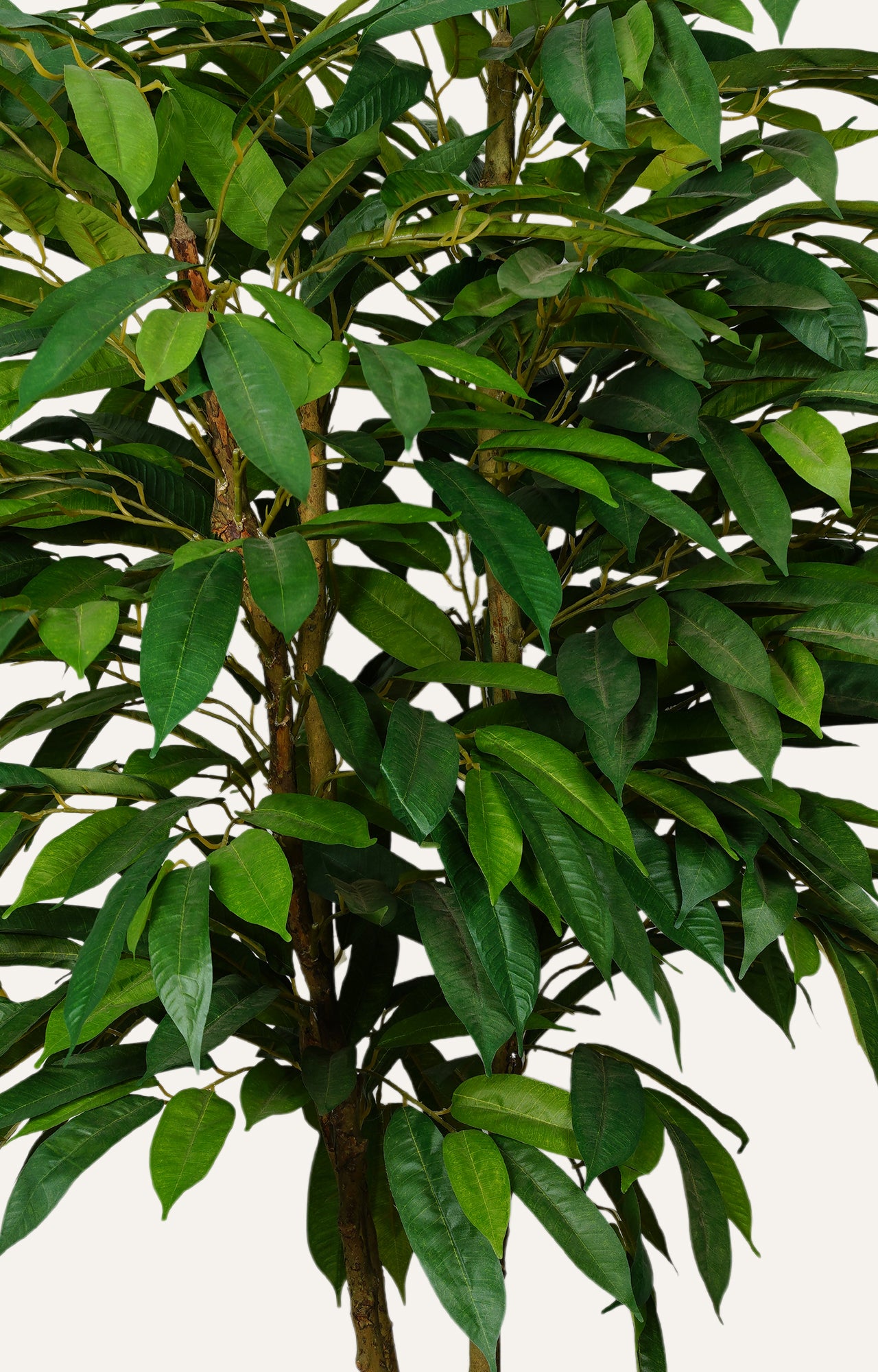 Decorative Ficus Bush