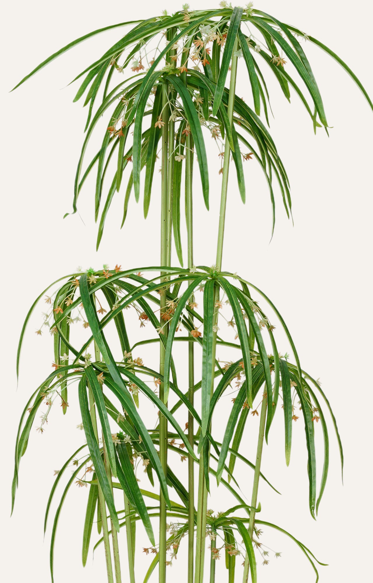 Umbrella Papyrus Plant