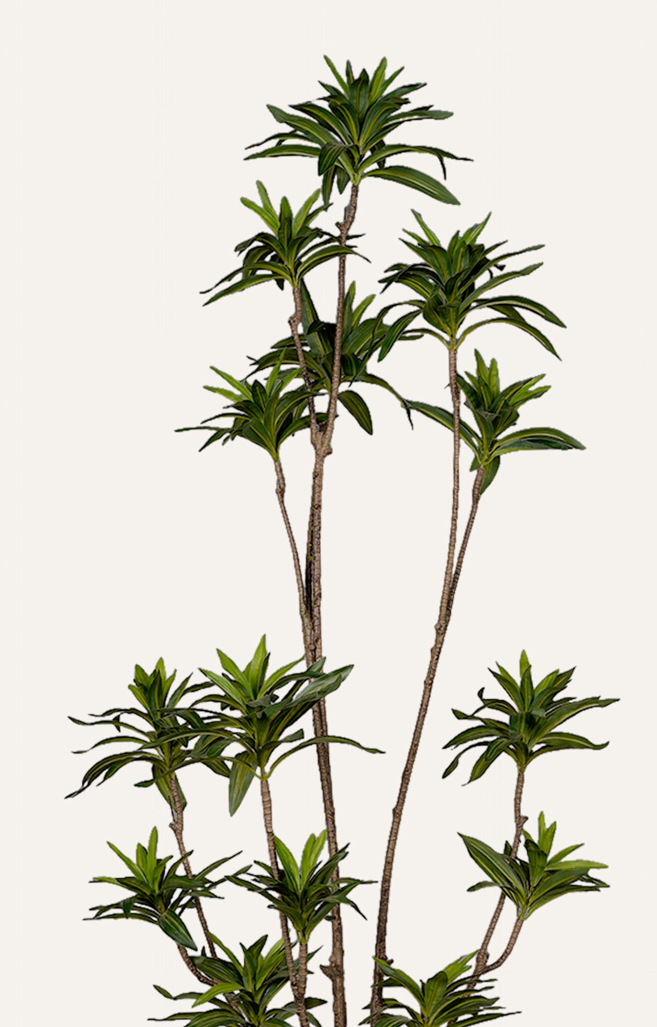 Ming Aralia Plant