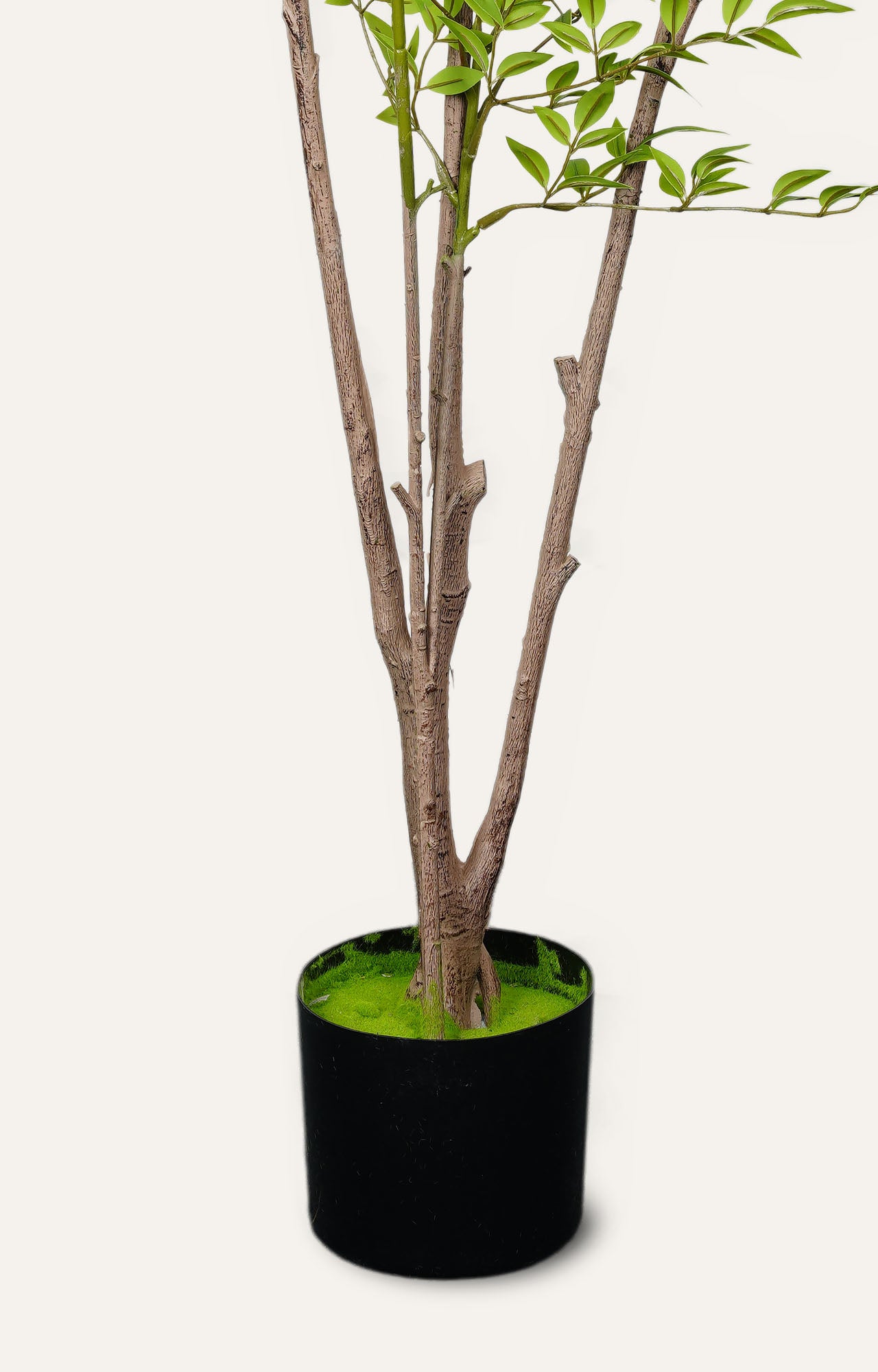 Decorative Birch Leaf Plant