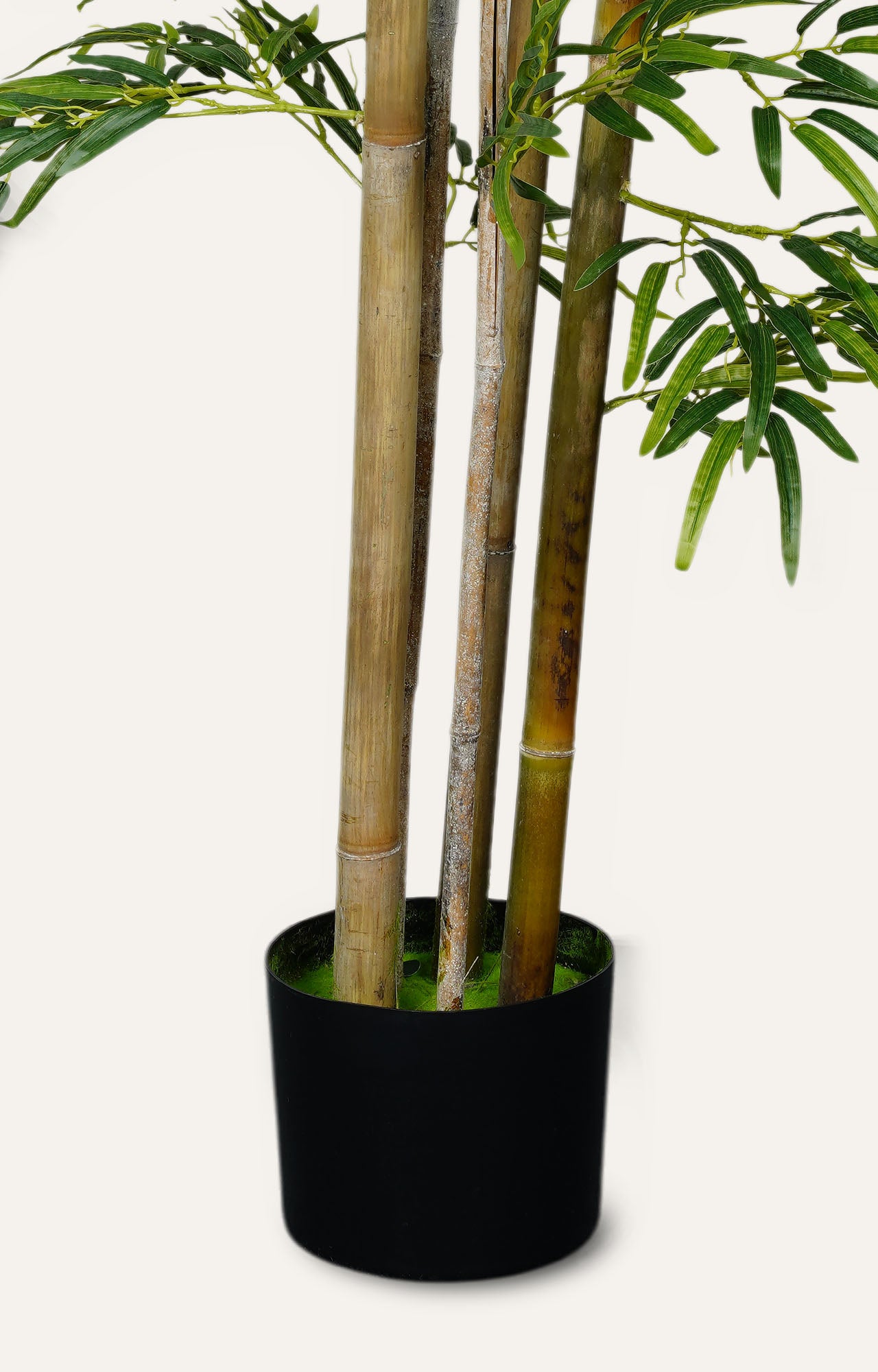 Bamboo plant For Home Decor