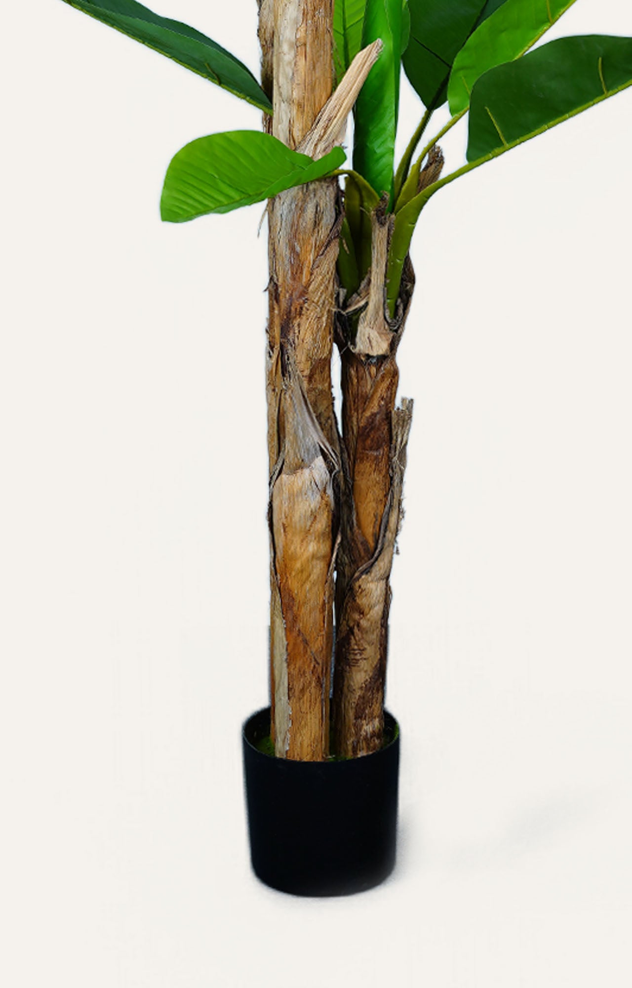 Decorative Banana Leaf Plant