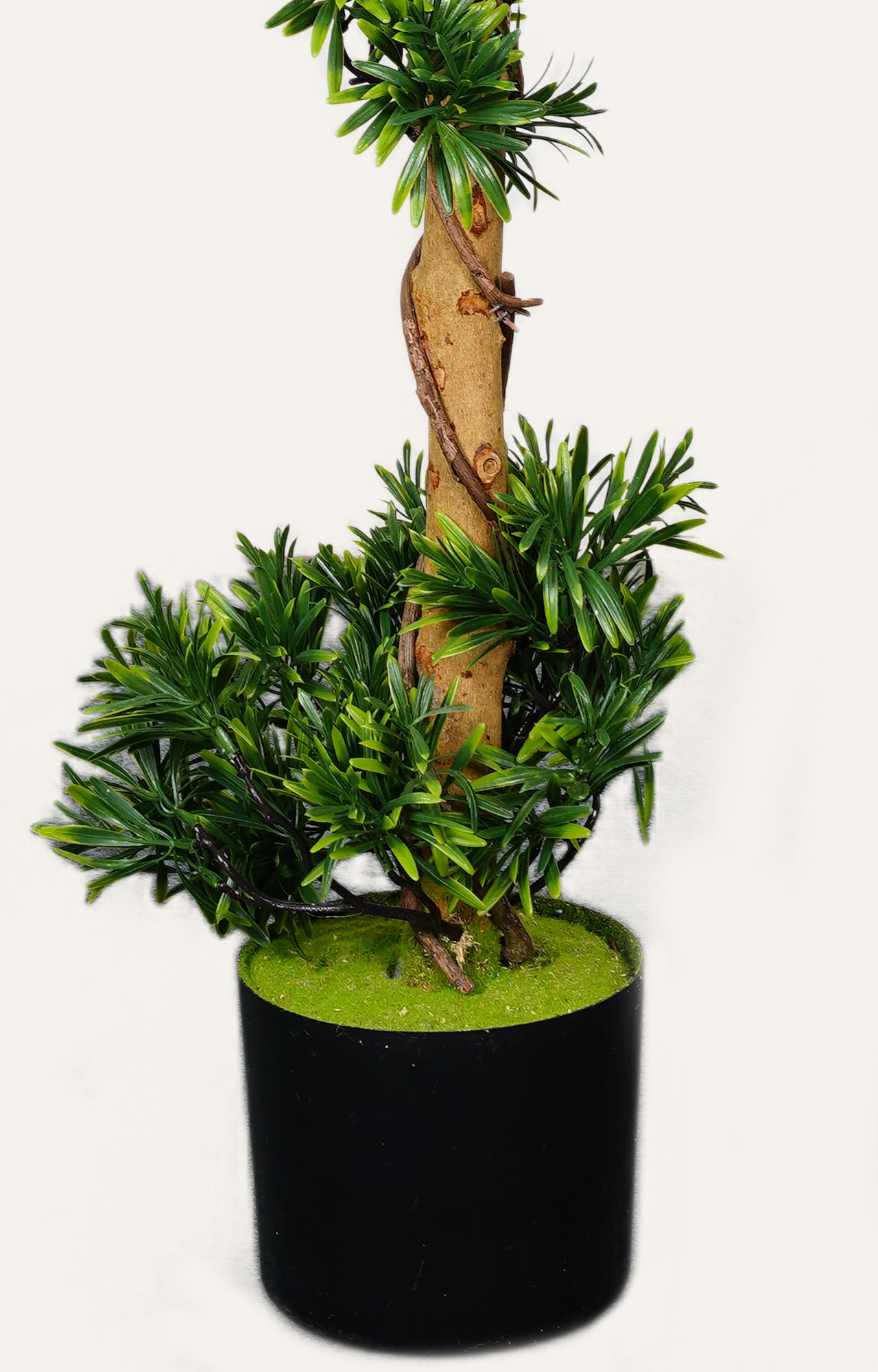 Decorative Podocarpus Spiral Topiary
