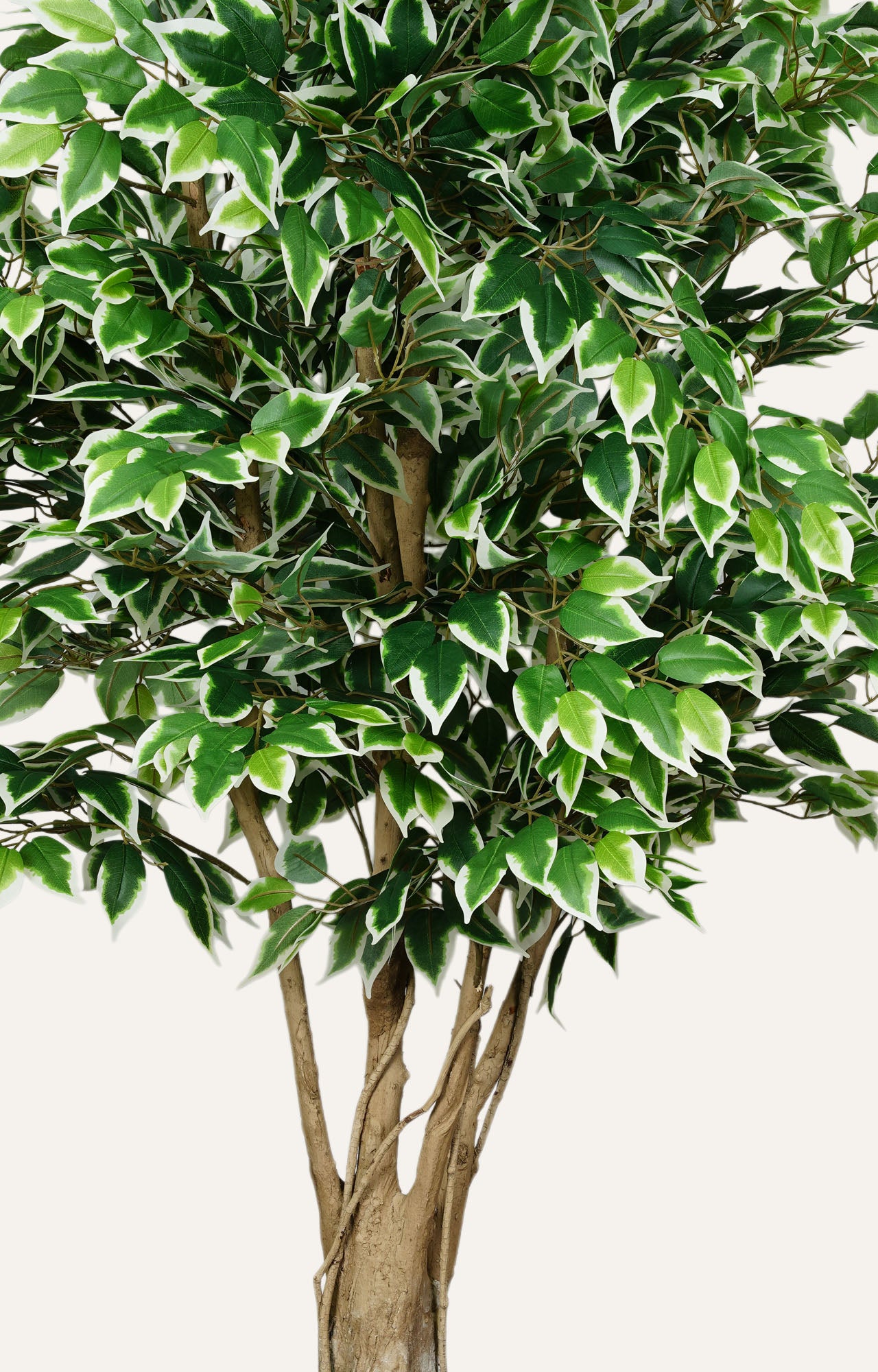 Variegated Ficus Tree Decor