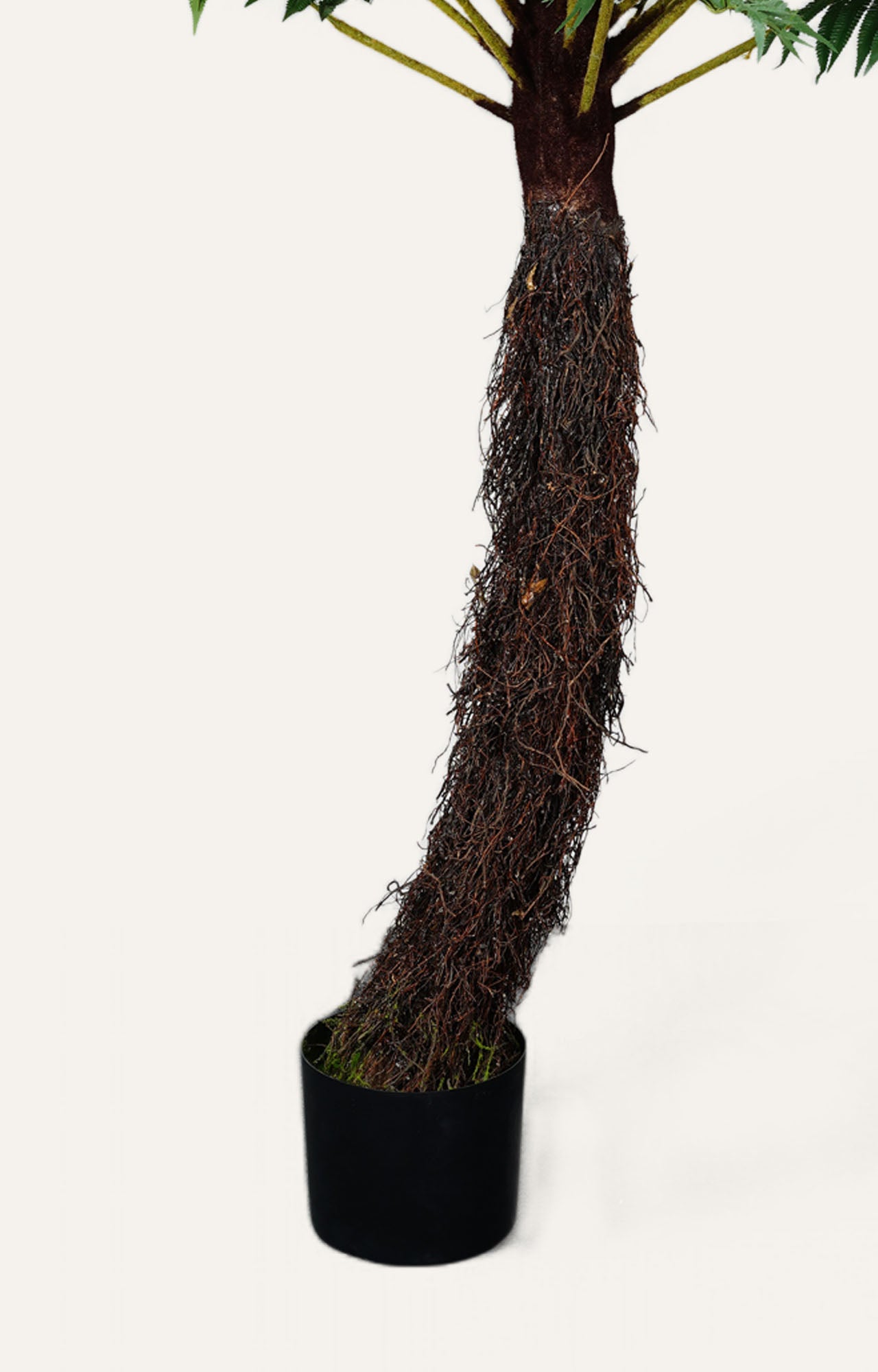 Decorative Tree Fern Plant