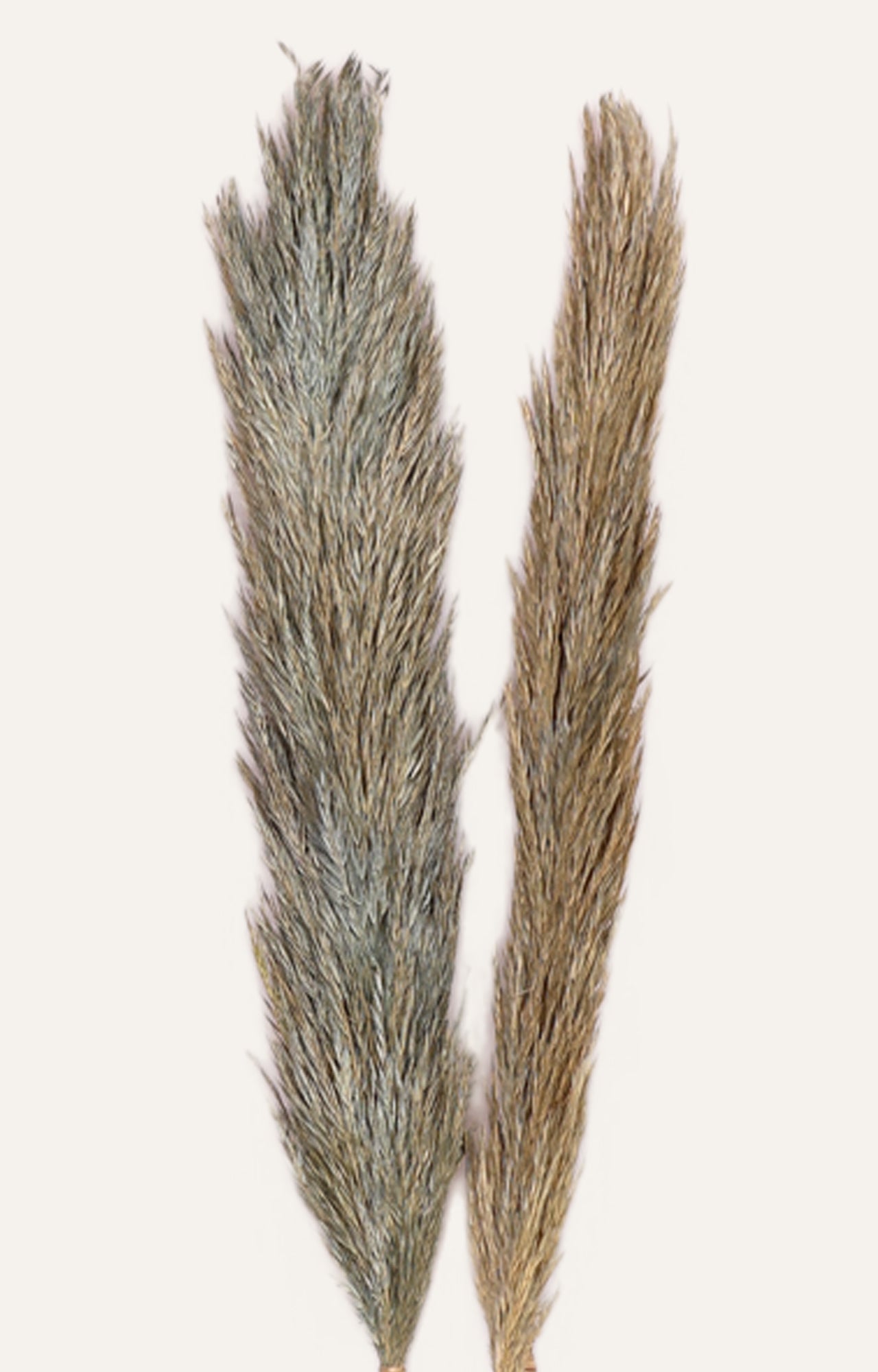 Grey Feather Grass Deco Stick