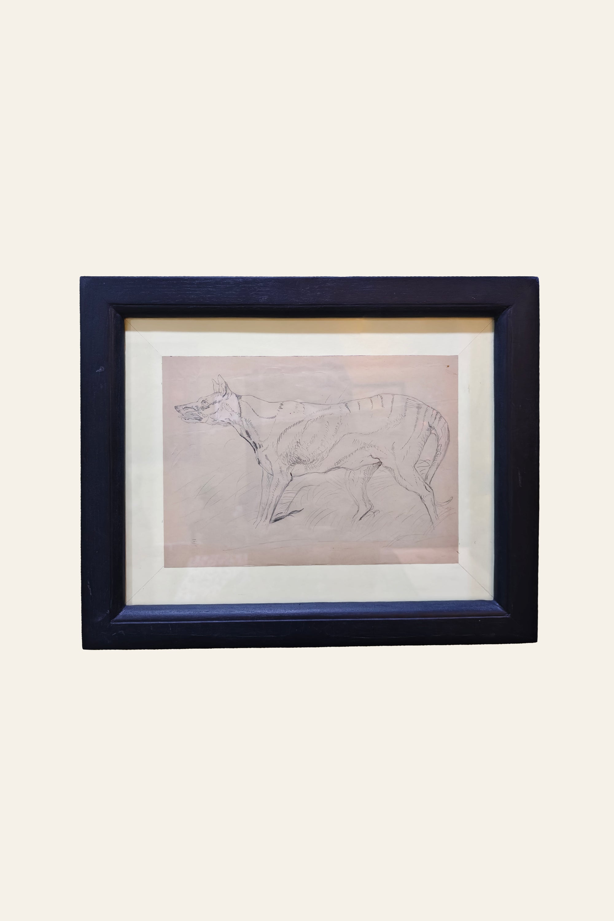 Tasmanian wolf pencil sketch wall art