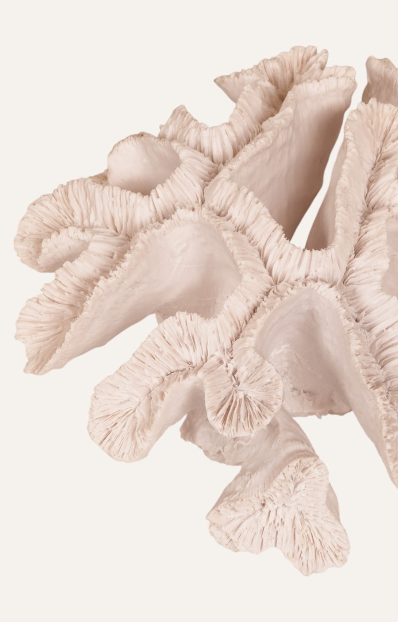 Coral Decorate Accent
