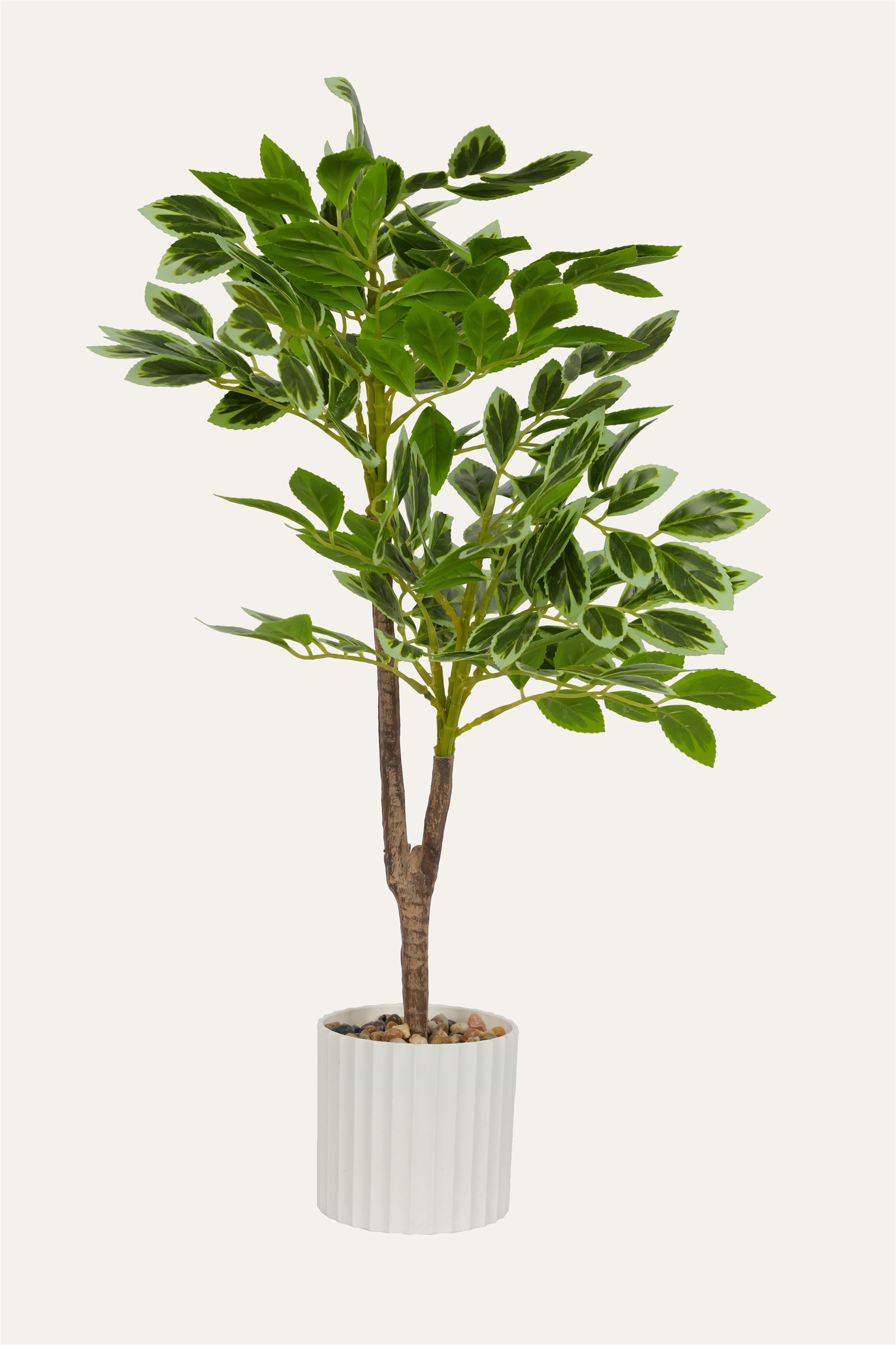 Variegated ficus leaves plant