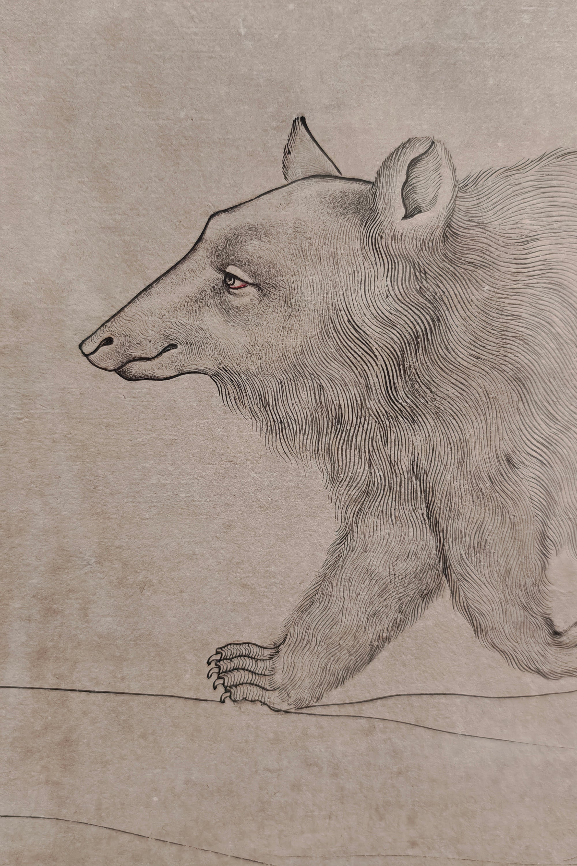 framed wildlife bear pencil sketch wall art