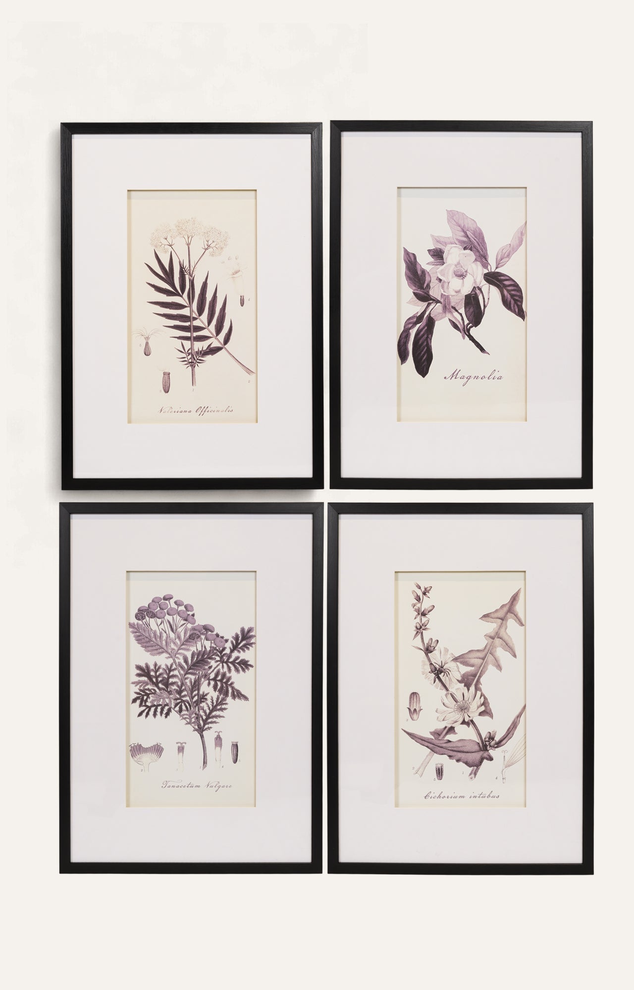 Monochrome Style Botanical Print - Set Of 4