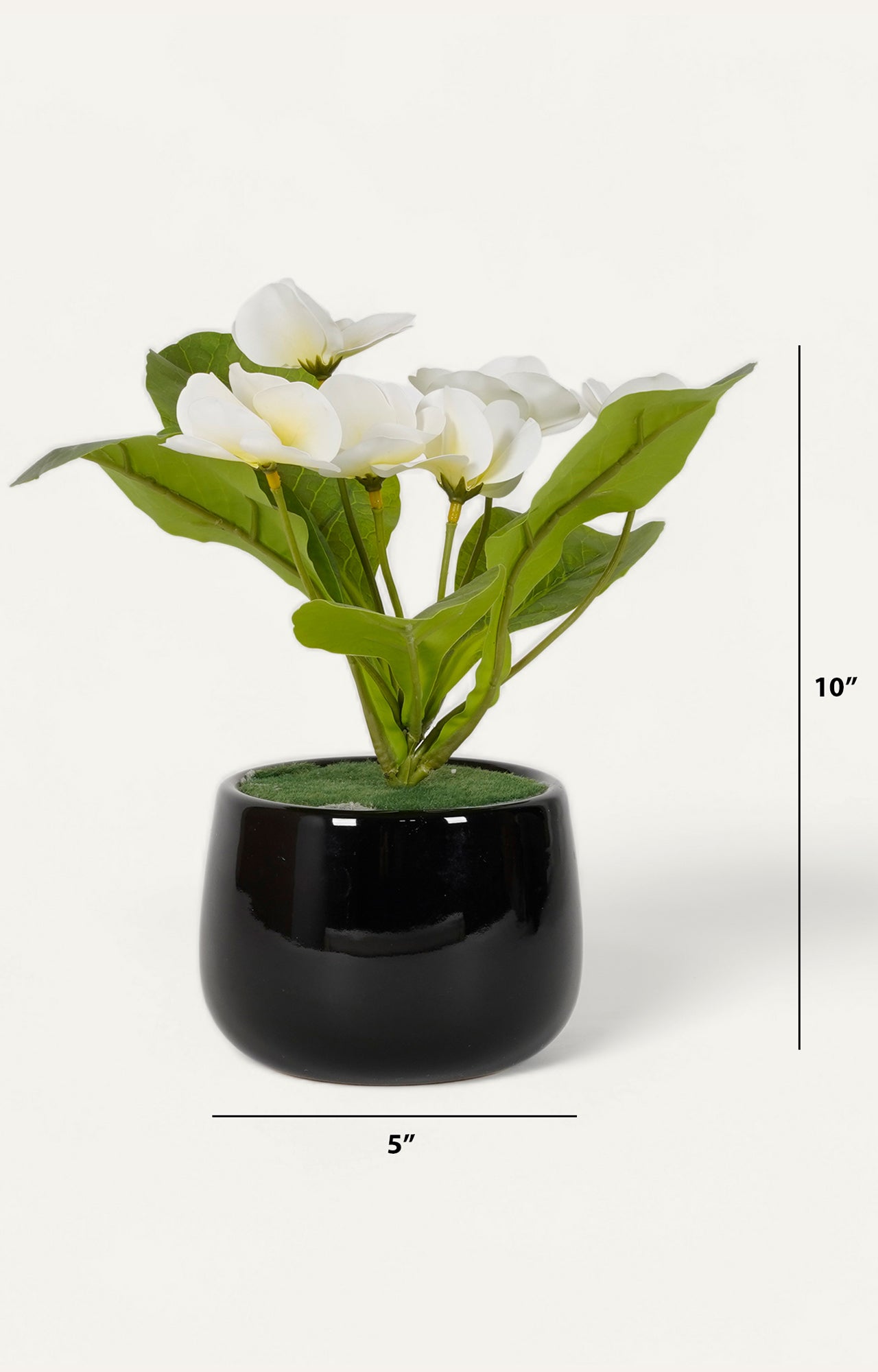 Minimalist Black Ceramic gloss finish Vase with Pampas Grass