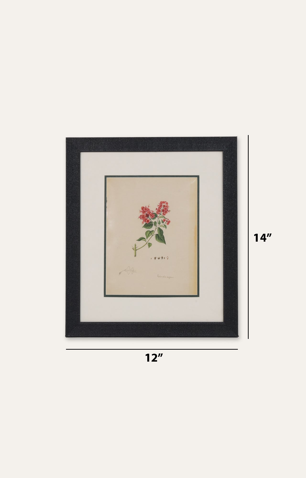 Bouvardia , Botanical Art Painting